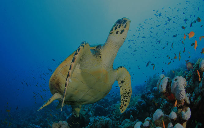 sea turtle underwater on Trou Aux Biches, Mauritius on glass bottom boat.
