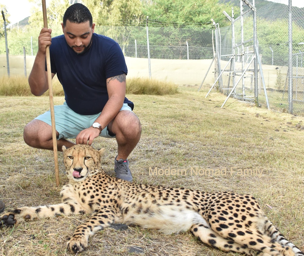 Petting a cheetah at Casela Adventure Park